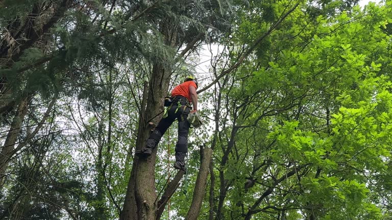 Best Tree Disease Treatment  in Cairo, NE