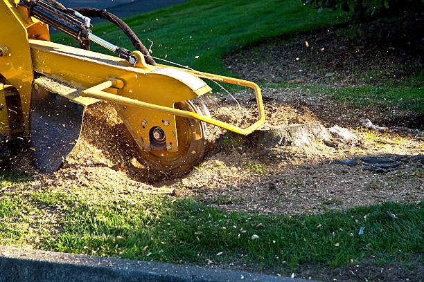 Best Lawn Renovation and Restoration  in Cairo, NE