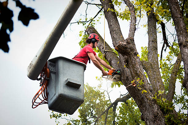 Best Tree Trimming and Pruning  in Cairo, NE